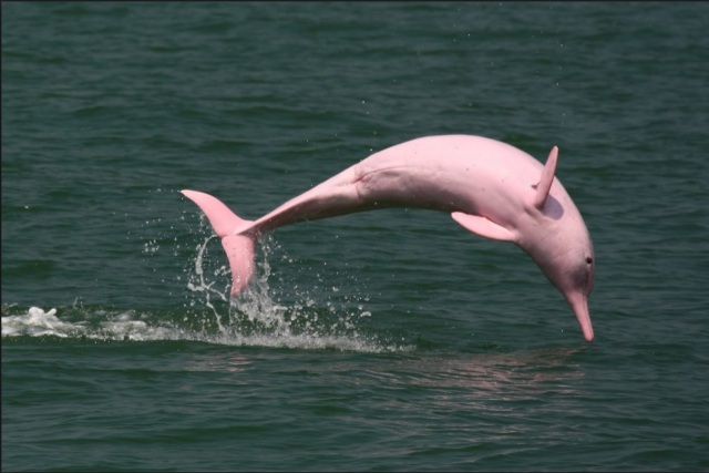 pink dolphin folktales